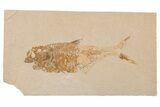 Bargain, Fossil Fish (Diplomystus) - Wyoming #204467-1